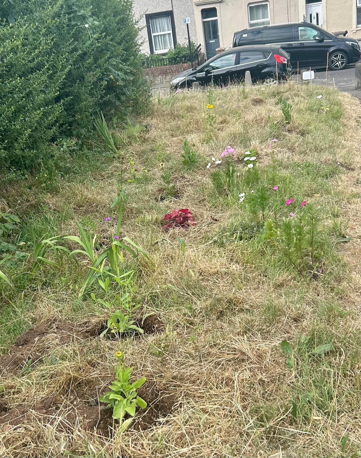 Mini-meadow bringing colour through the drought